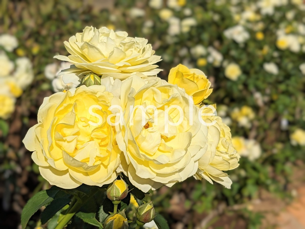 写真素材『クリーム色の秋バラ』