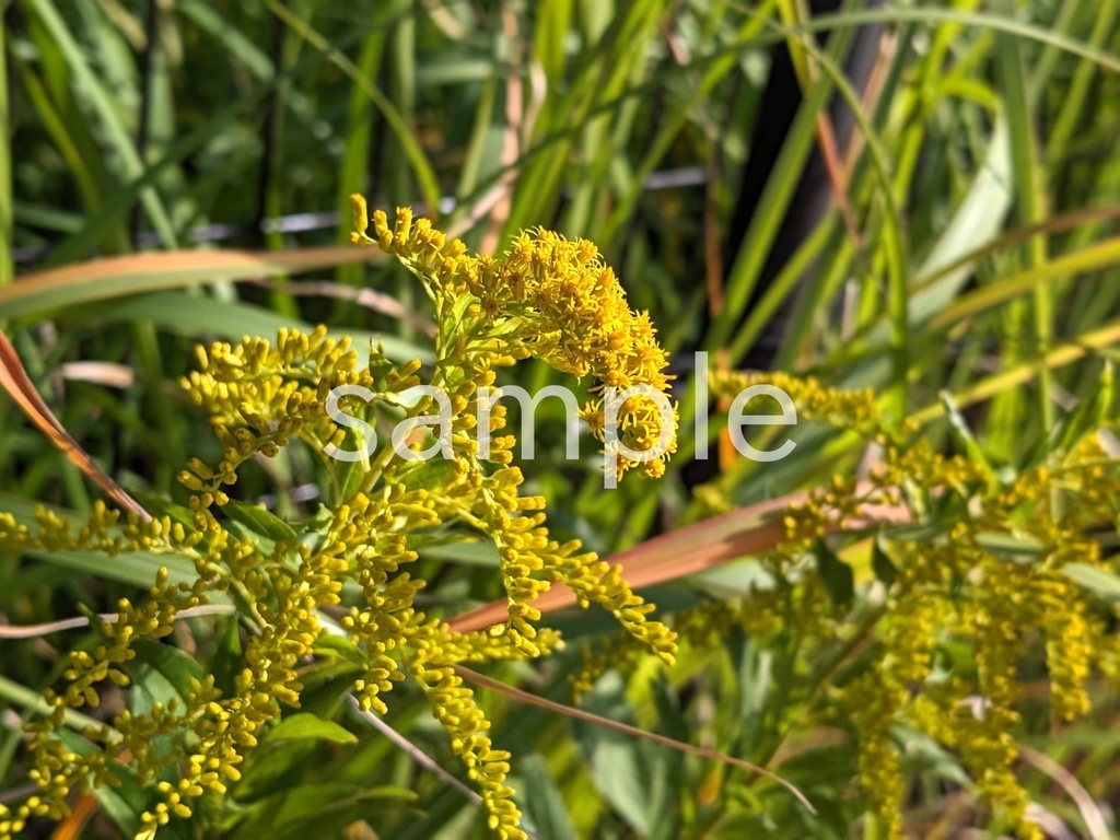 写真素材『セイタカアワダチソウ2』