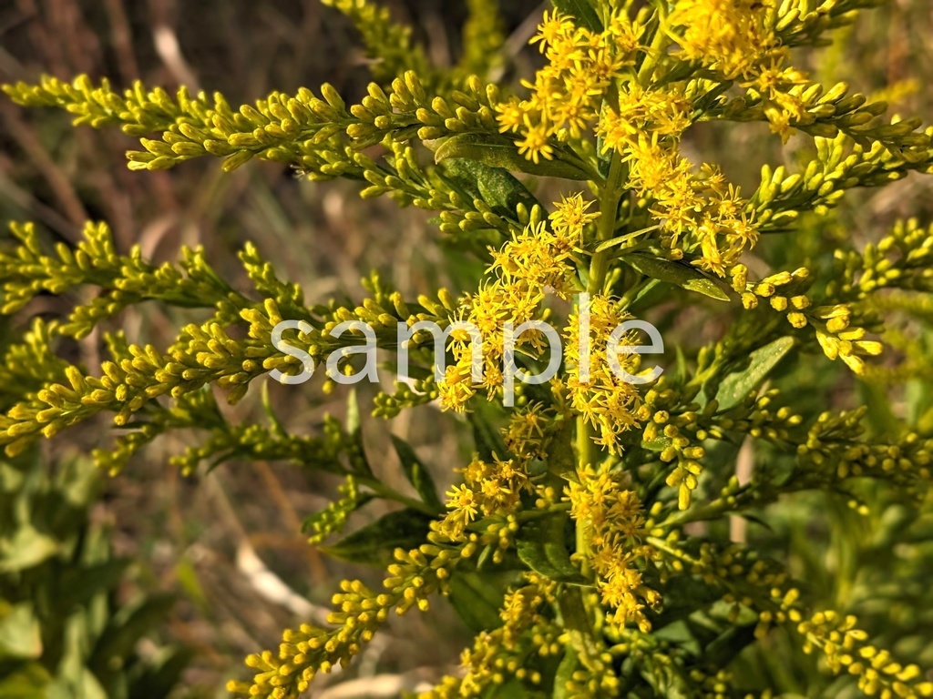 写真素材『セイタカアワダチソウ3』