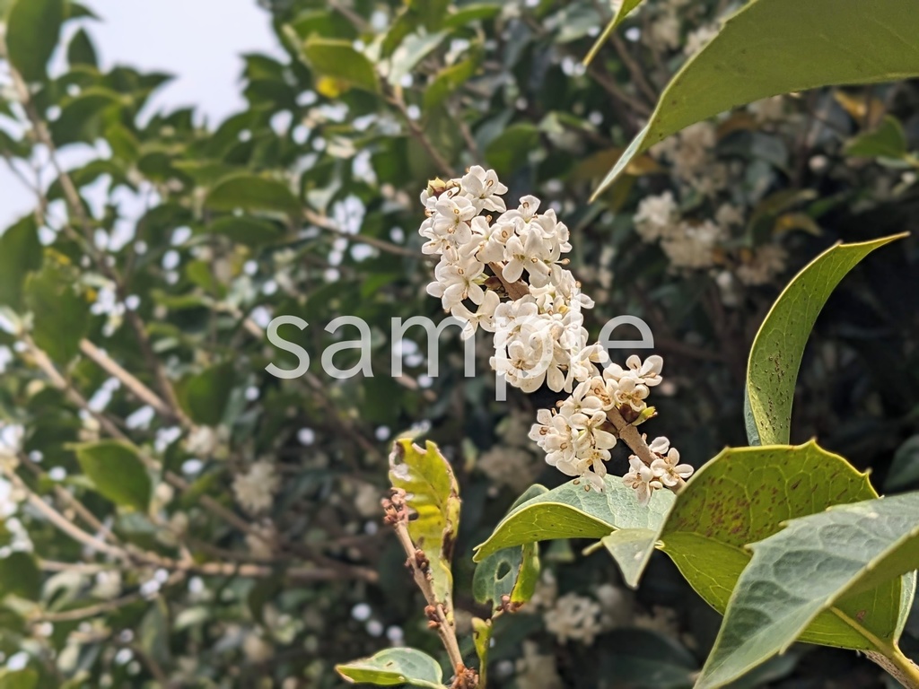 写真素材『ヒイラギモクセイ』