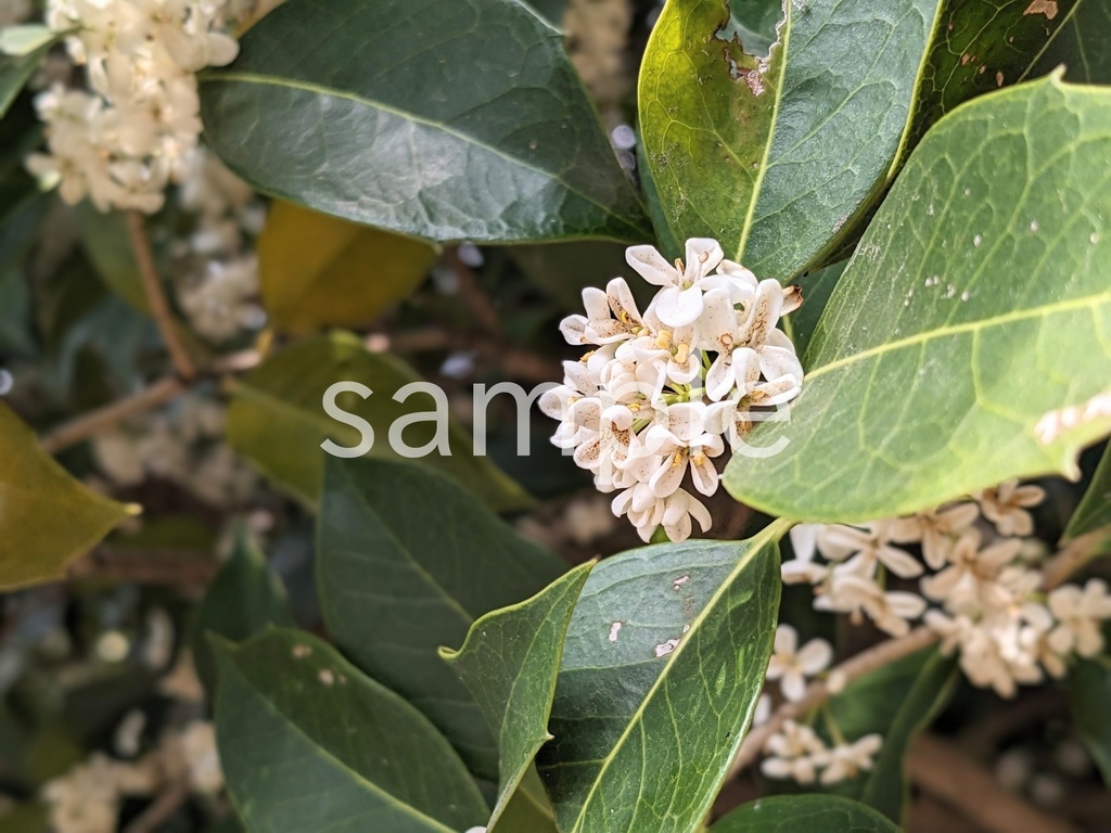 写真素材『ヒイラギモクセイ2』