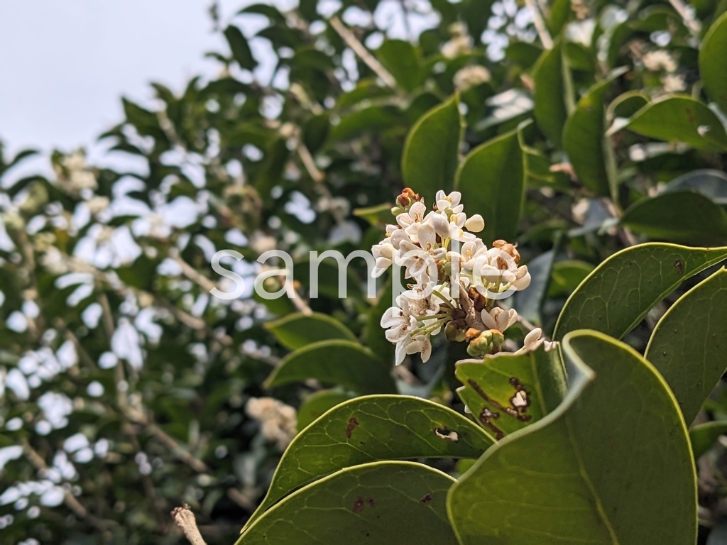 写真素材『ヒイラギモクセイ3』