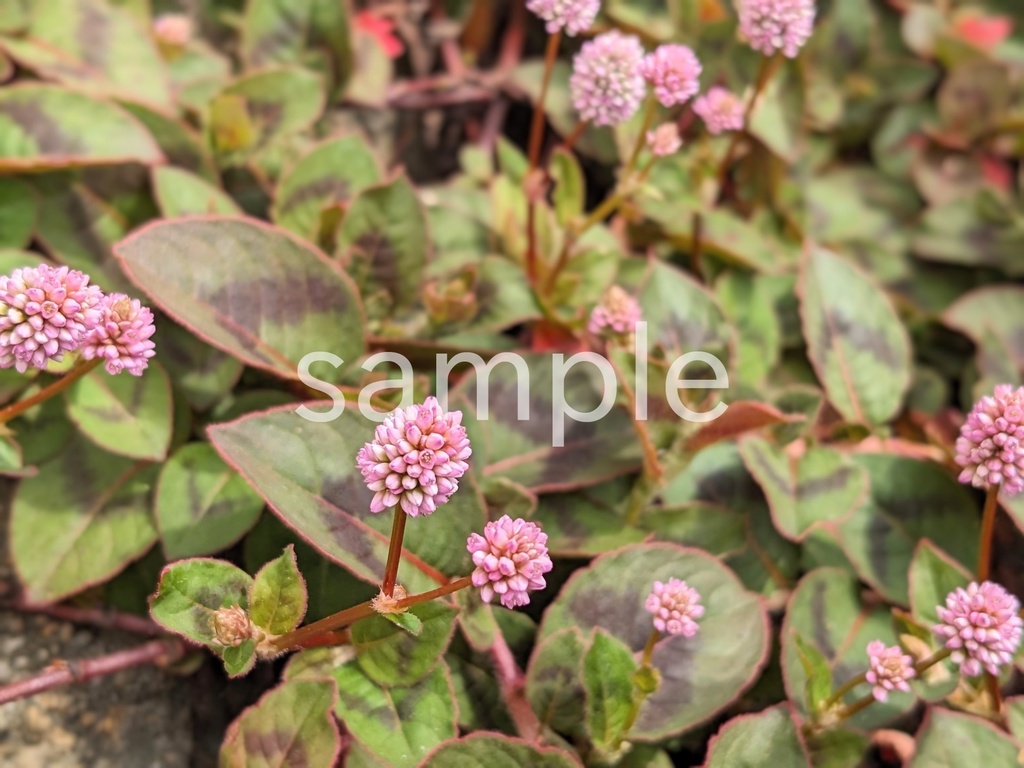 写真素材『ヒメツルソバ2』