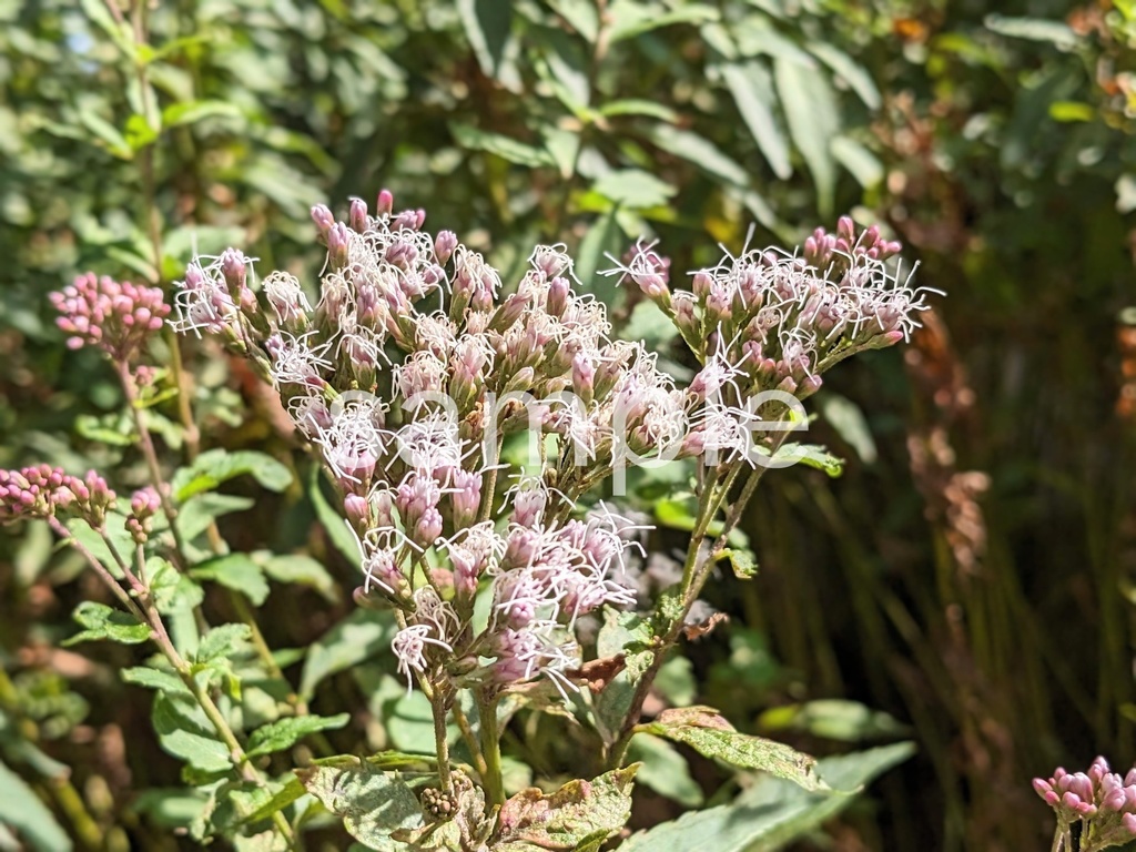 写真素材『フジバカマ』