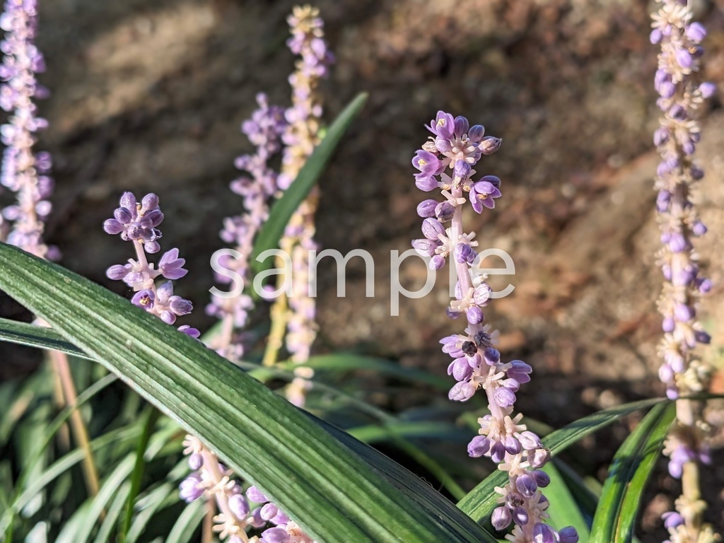 写真素材『ヤブラン』