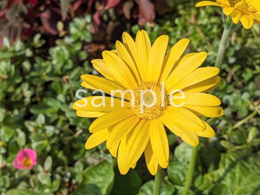 写真素材『黄色いガーベラ』