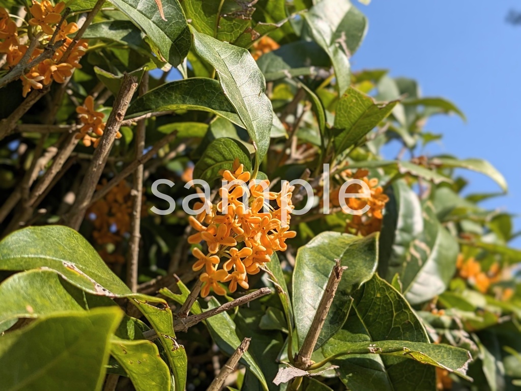 写真素材『空とキンモクセイ2』