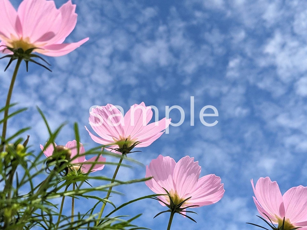 写真素材『空とピンクのコスモス』