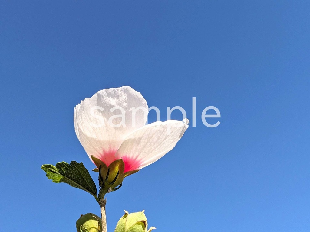 写真素材『空と白いムクゲ』