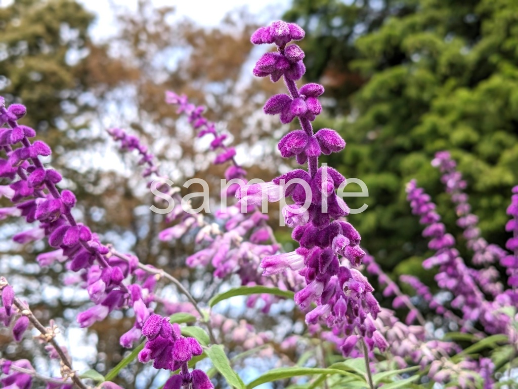 写真素材『紫のサルビア』