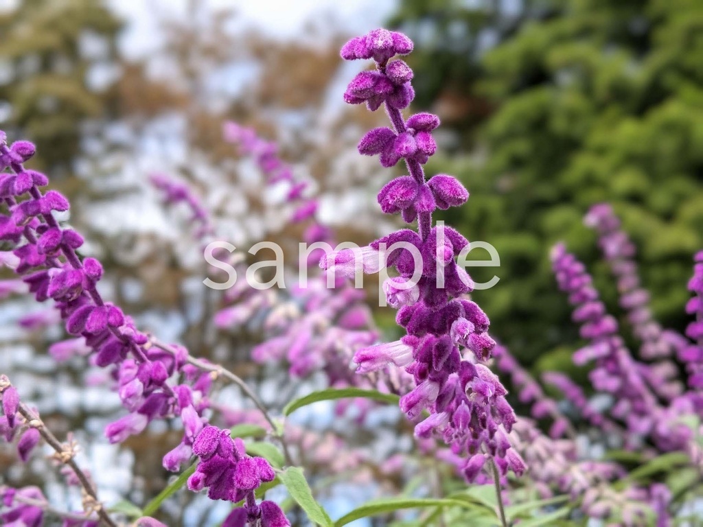 写真素材『紫のサルビア』