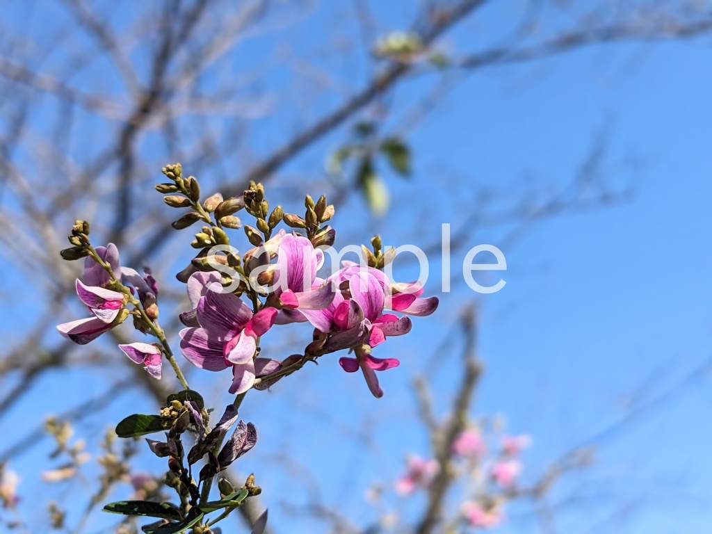 写真素材『ハギ2』