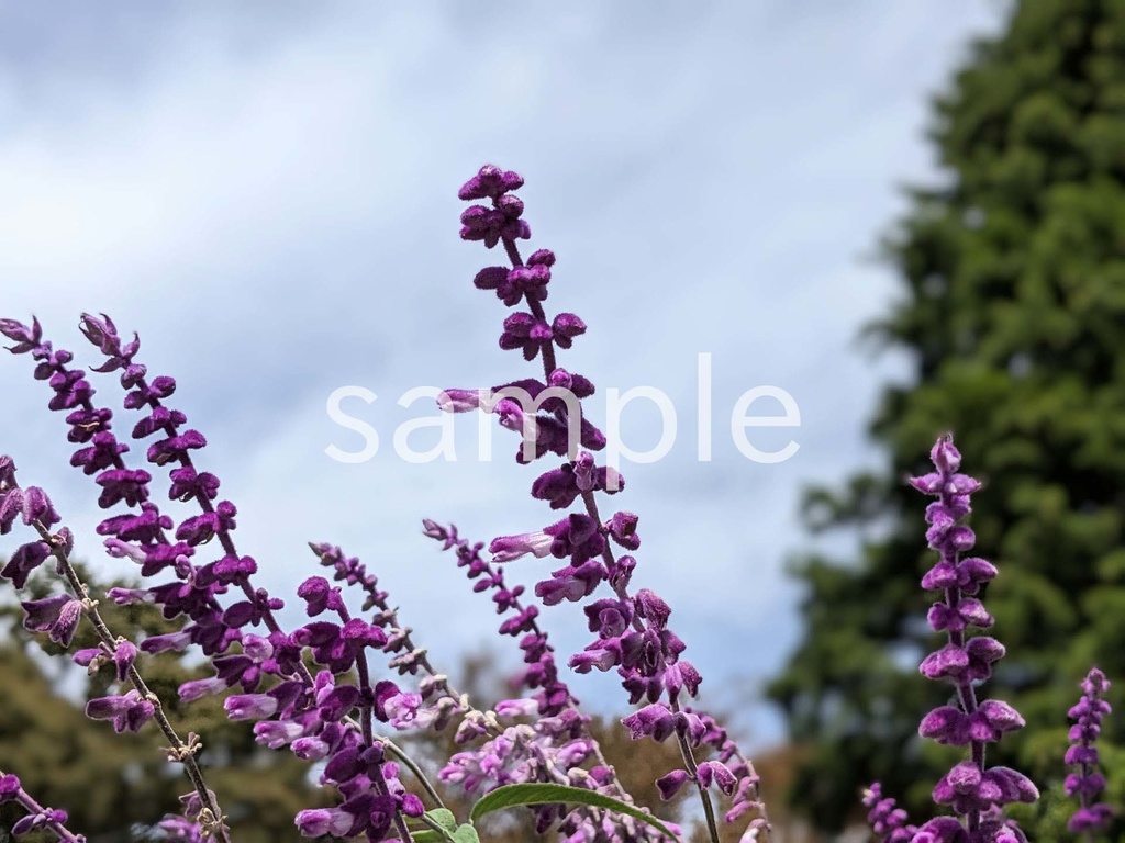 写真素材『紫のサルビア2』