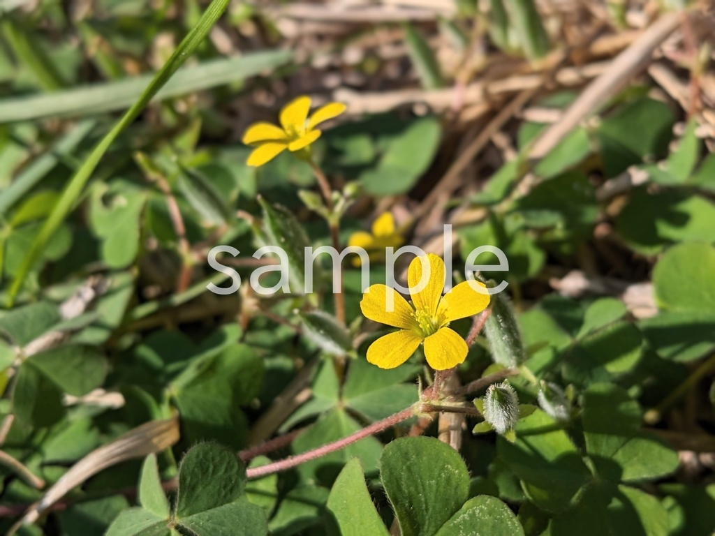 写真素材『カタバミ2』