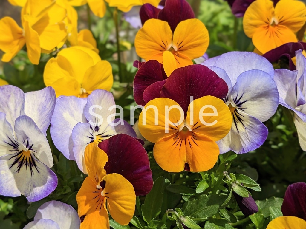 写真素材『ビオラ』