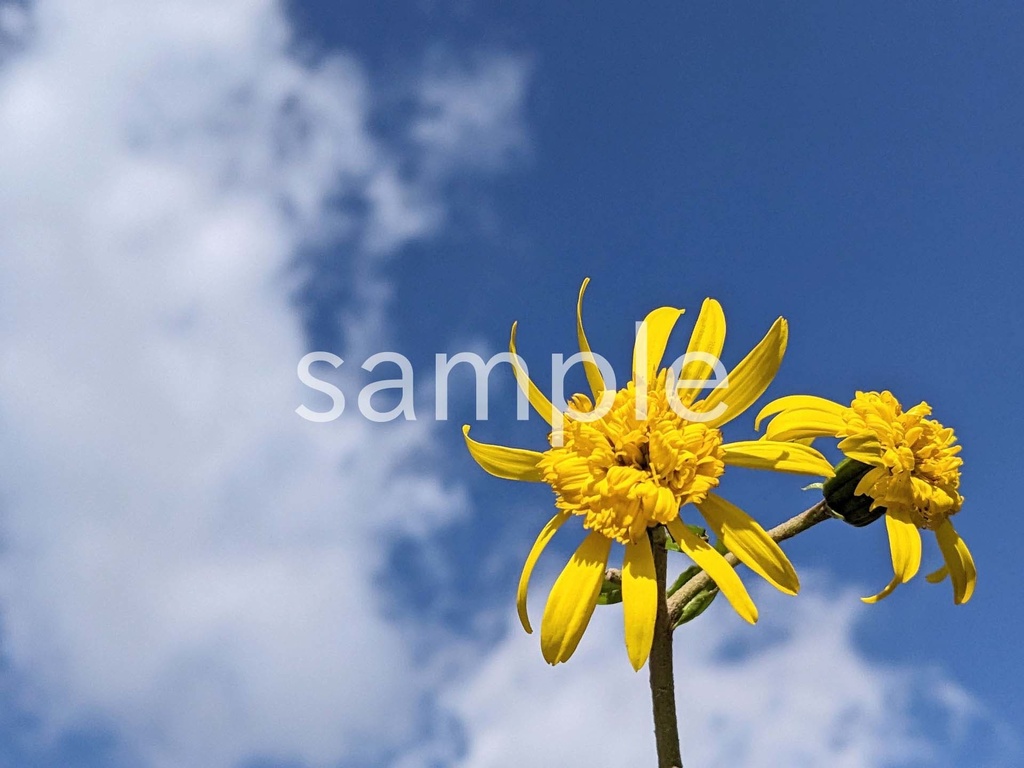 写真素材『空と八重咲きツワブキ』