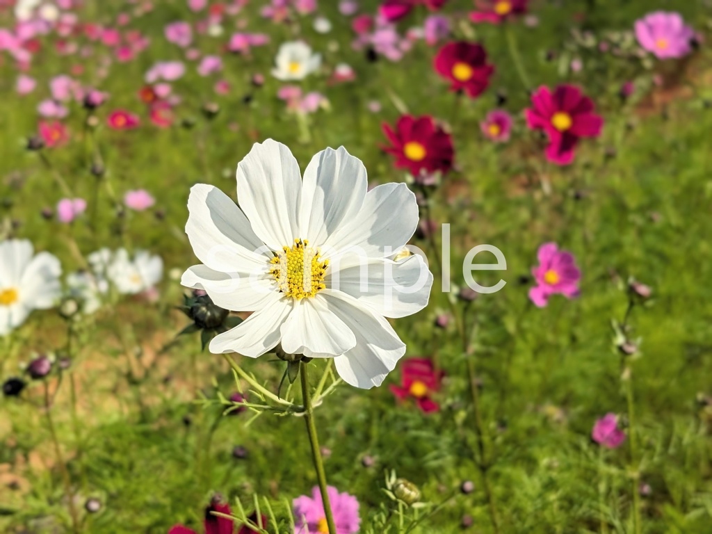 写真素材『白いコスモス2』