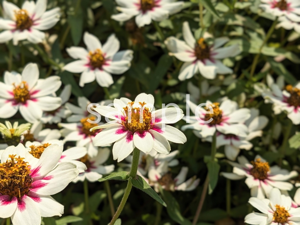 写真素材『白とピンクのヒャクニチソウ』