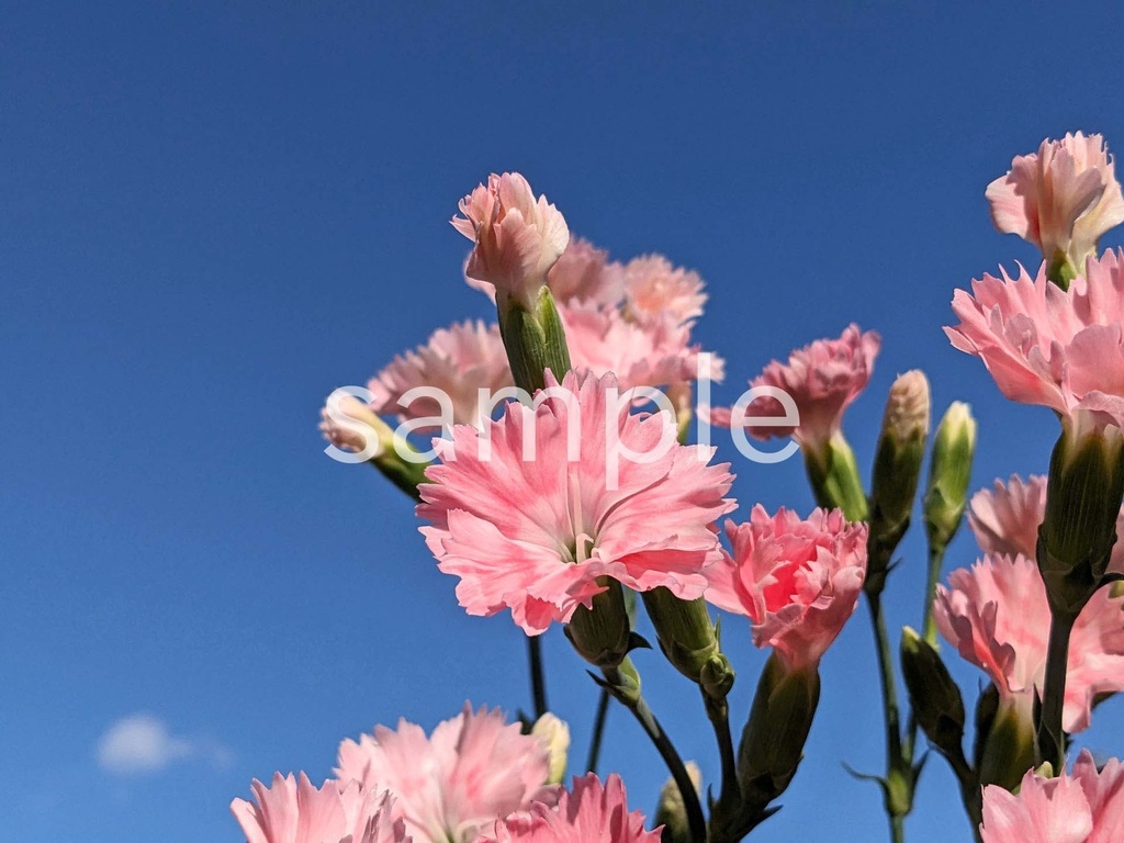 写真素材『空とピンクのナデシコ』