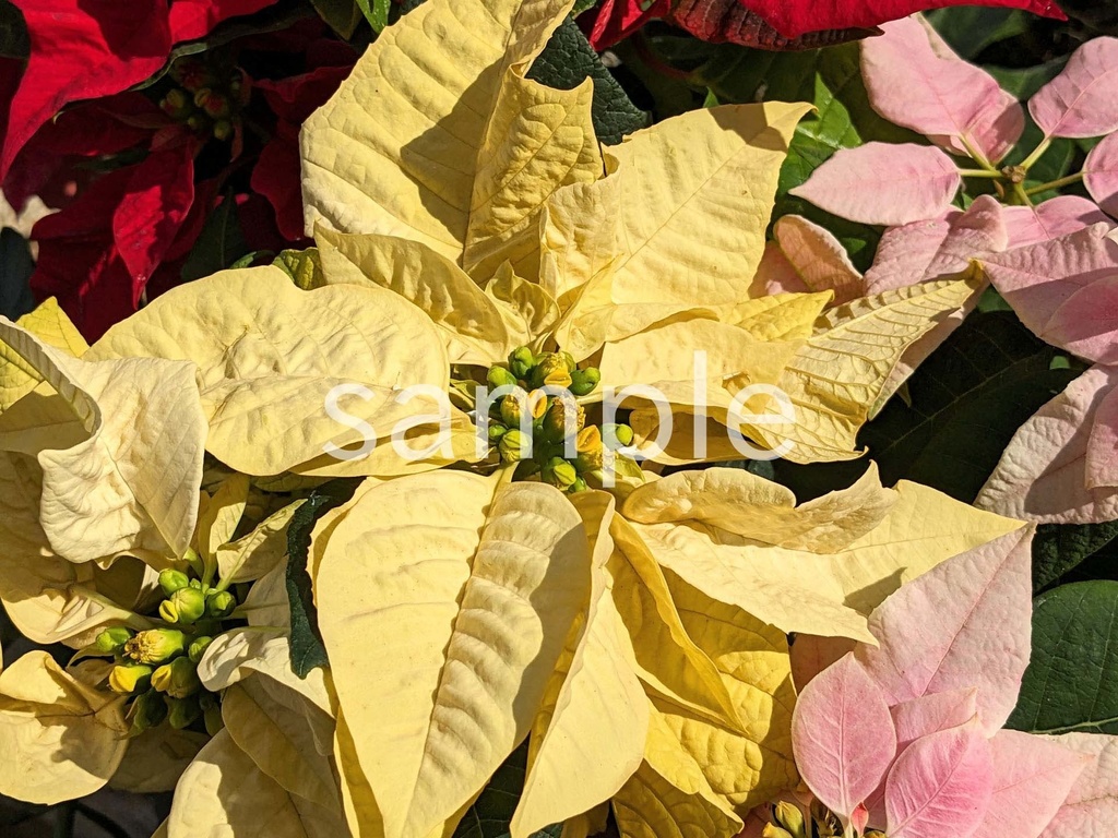 写真素材『黄色いポインセチア』