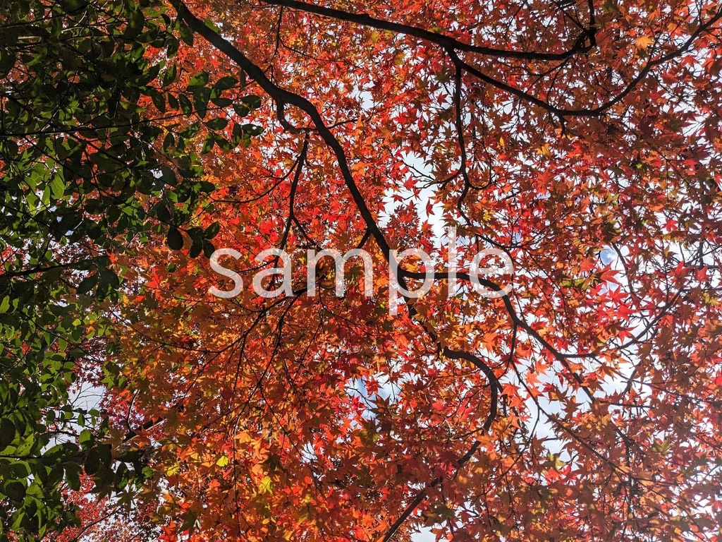 写真素材『紅葉2』