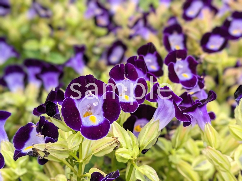 写真素材『紫のトレニア2』