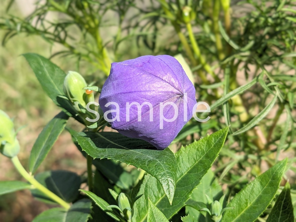 写真素材『キキョウの蕾』