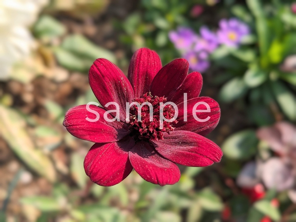 写真素材『チョコレートコスモス』