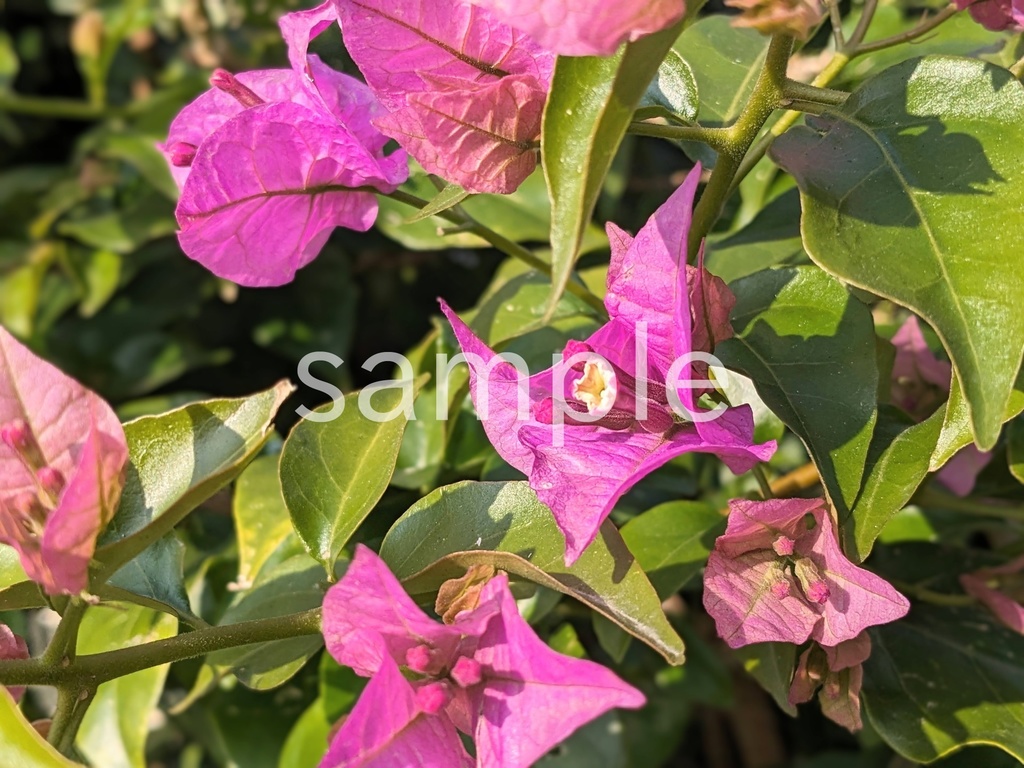 写真素材『ブーゲンビリア』