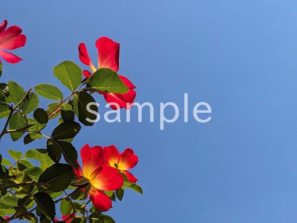 写真素材『空と赤い一重咲きバラ』