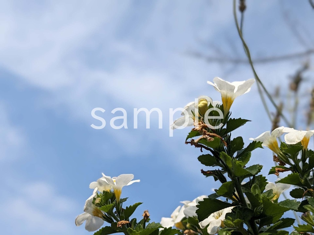 写真素材『空と白いバコパ』