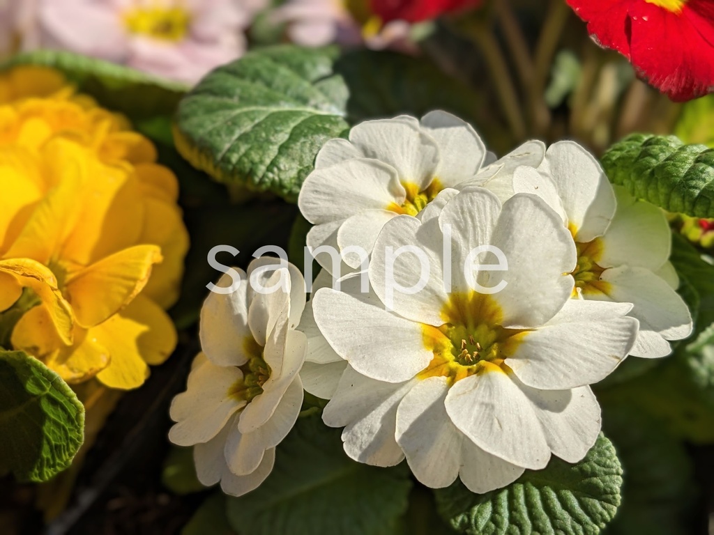 写真素材『白いプリムラ2』