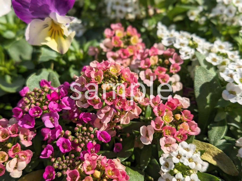 写真素材『ピンクのスイートアリッサム』