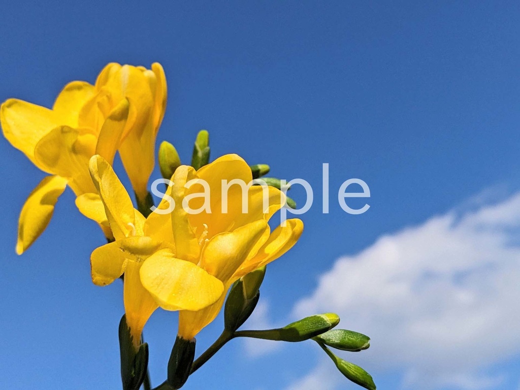 写真素材『空と黄色いフリージア』