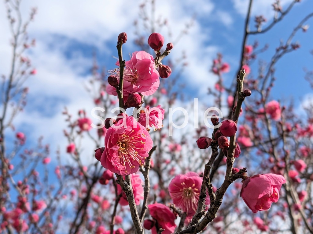 写真素材『空と濃いピンクの梅3』