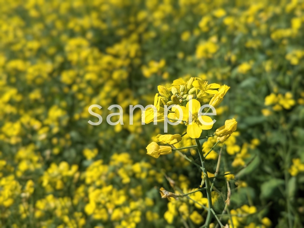 写真素材『菜の花』