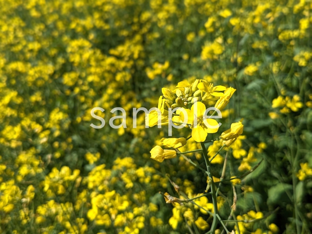 写真素材『菜の花』
