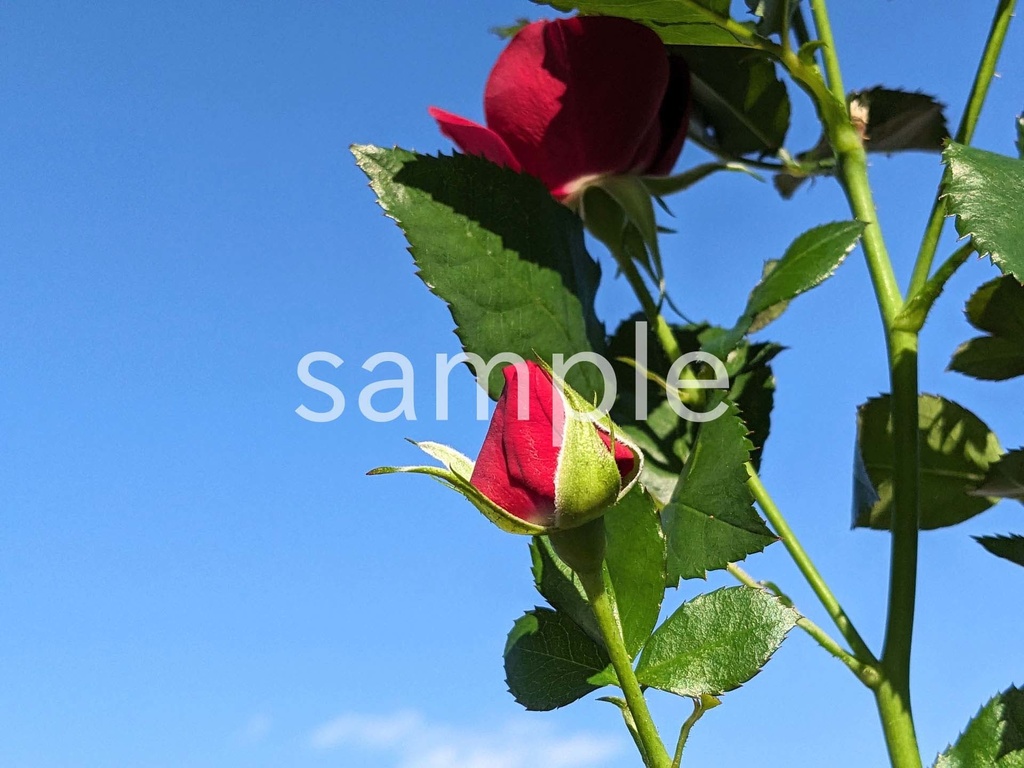 写真素材『赤いバラの蕾』