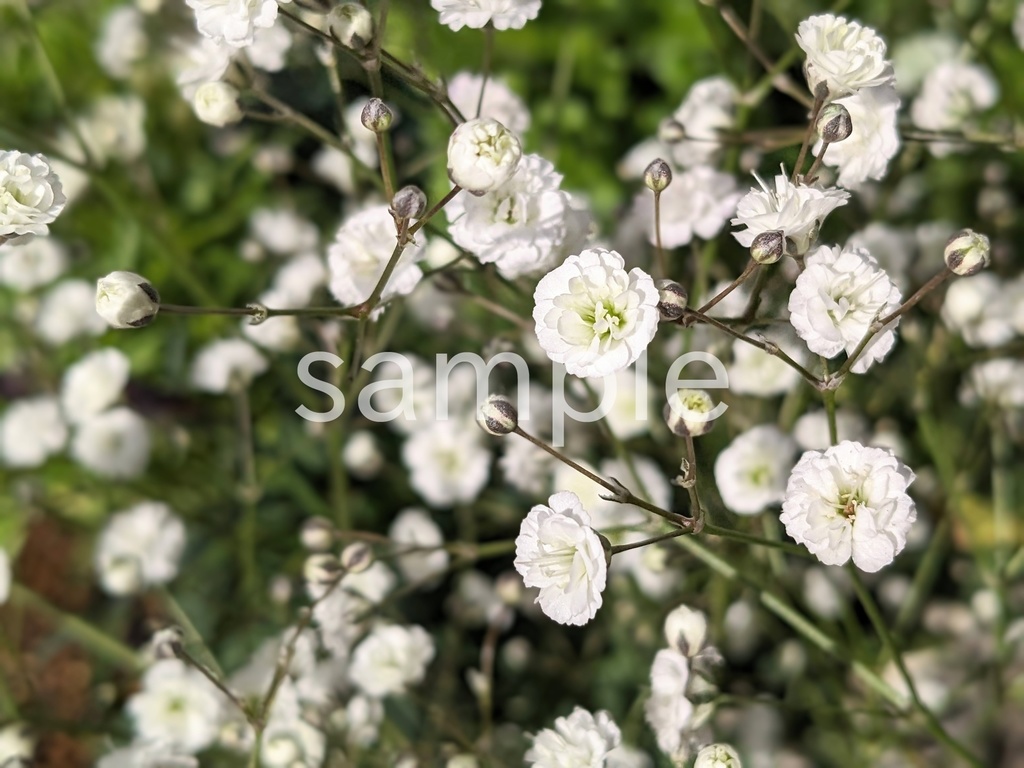 写真素材『カスミソウ』