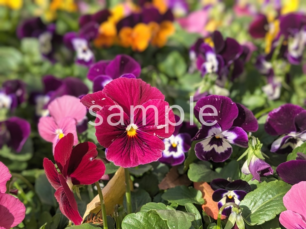 写真素材『ビオラ2』