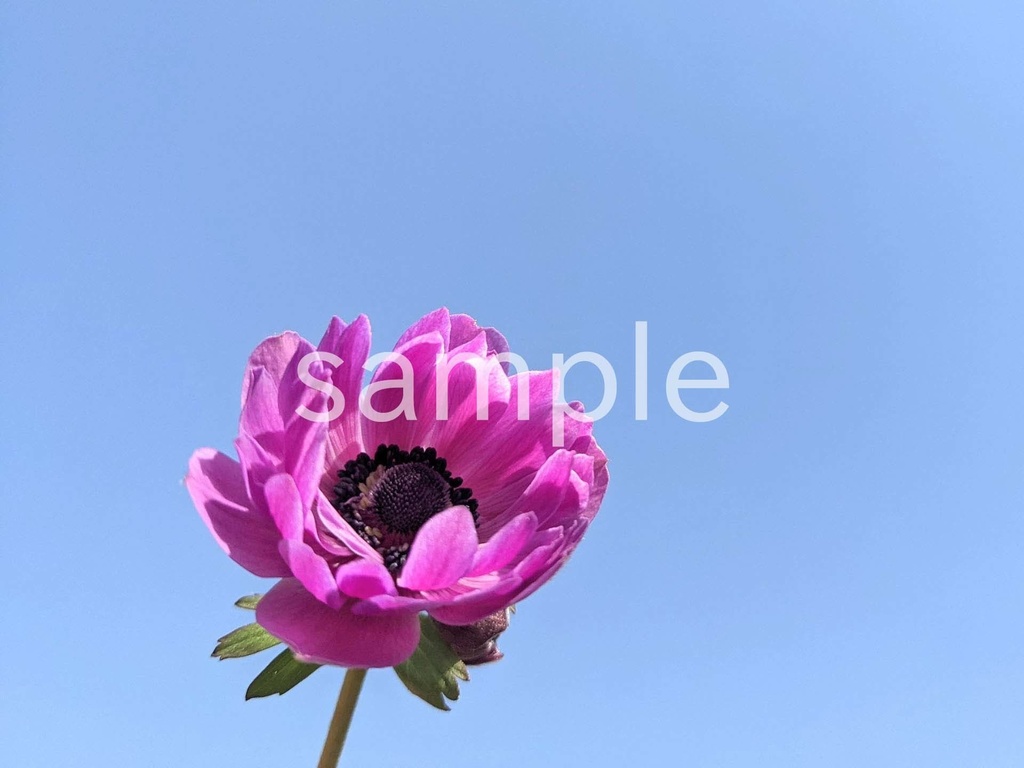 写真素材『空と紫のアネモネ3』