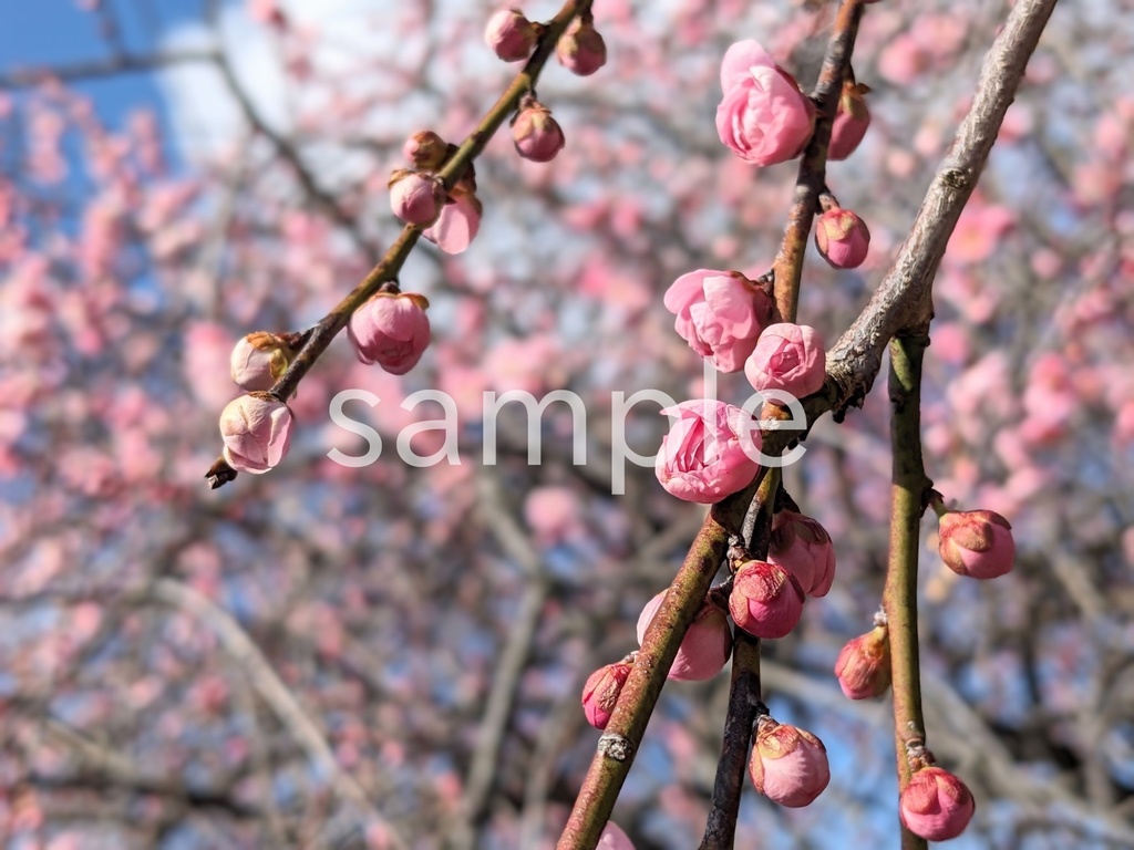 写真素材『ピンクの梅の蕾』