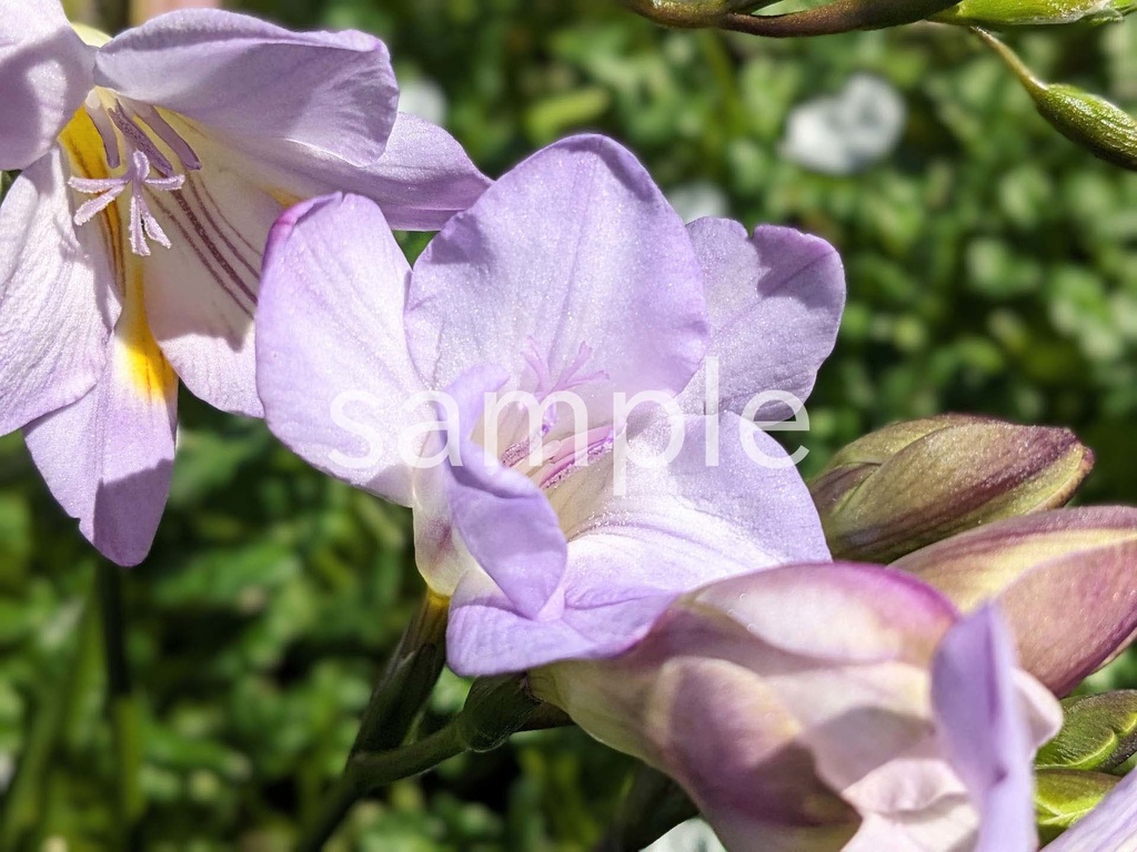 写真素材『紫のフリージア』