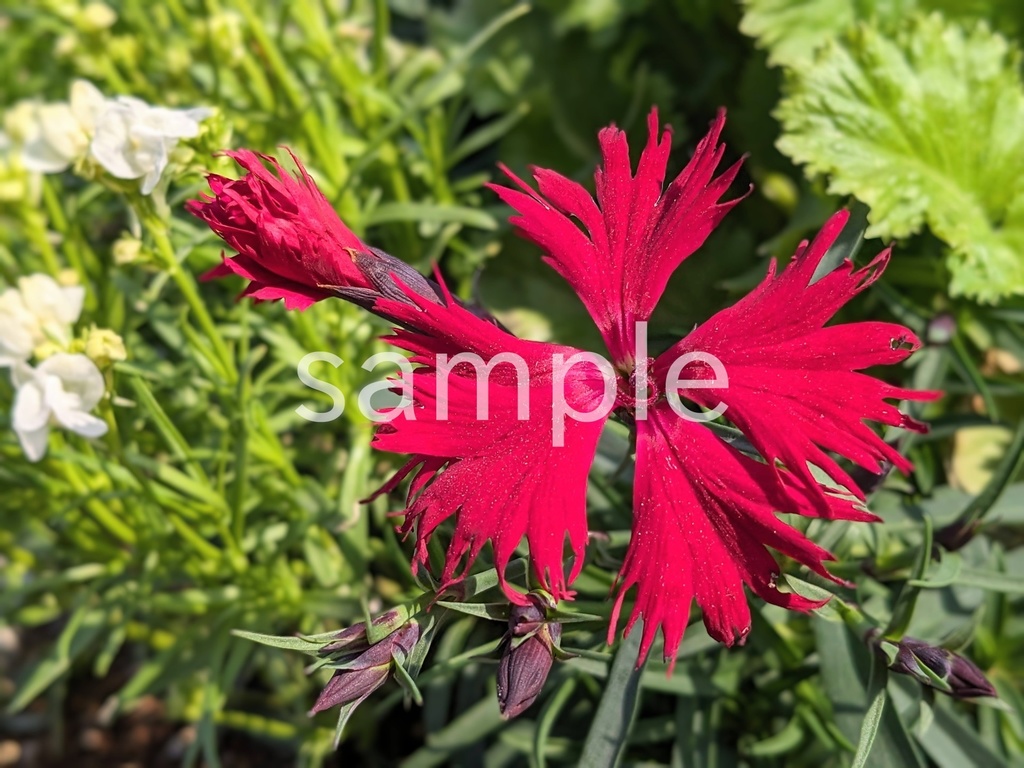 写真素材『赤いナデシコ2』