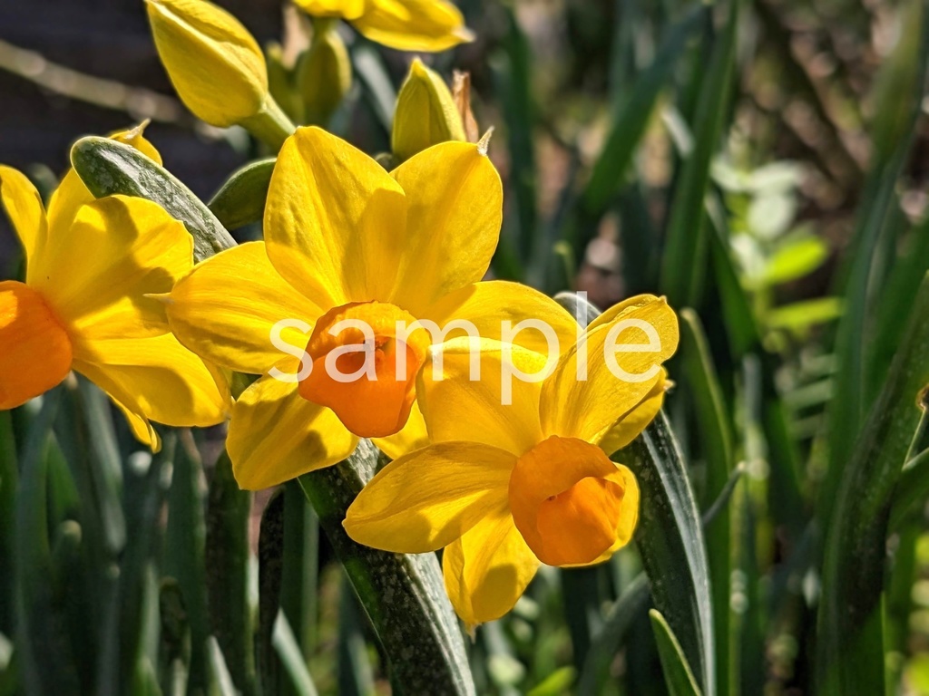 写真素材『黄色いスイセン』