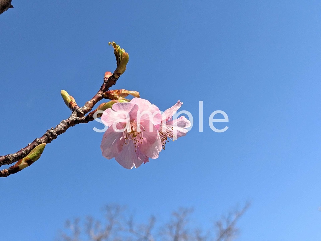 写真素材『咲き始めの桜』