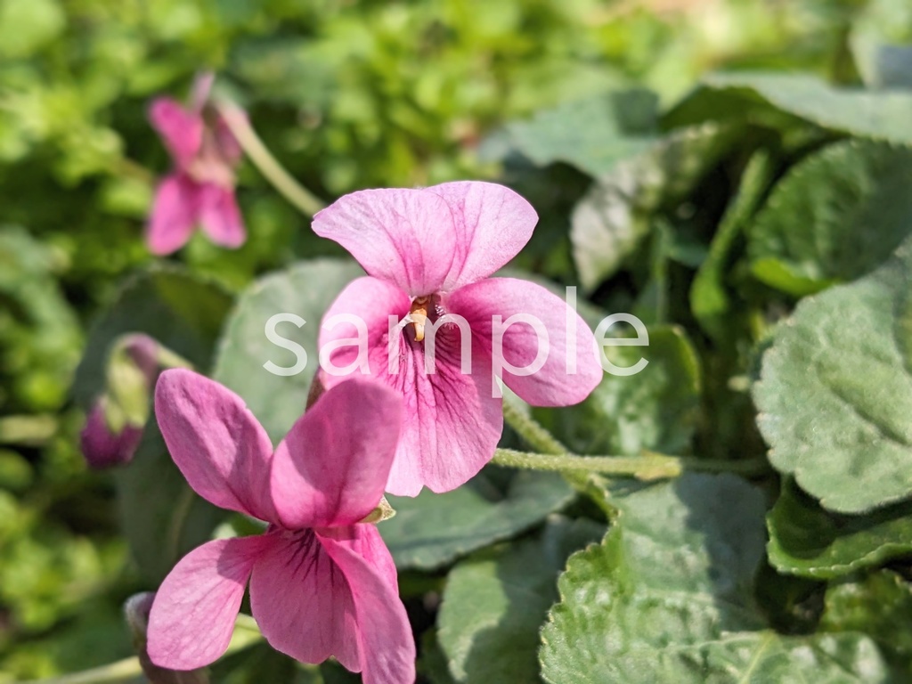 写真素材『ピンクのニオイスミレ』