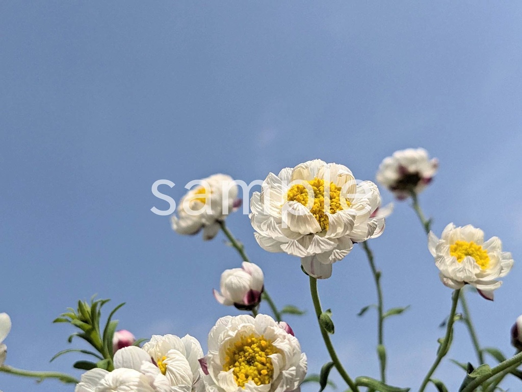 写真素材『空と花かんざし』