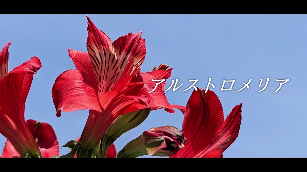 音楽素材『アルストロメリア』歌もの曲
