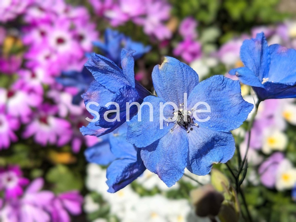写真素材『青いデルフィニウム』